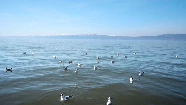 马其顿奥赫里德湖上空的海鸥视频素材