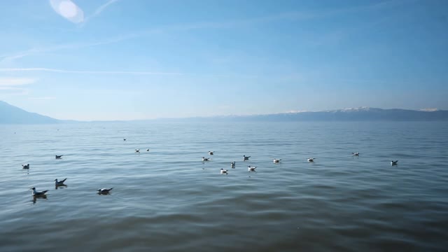 海面上有一只海鸥。奥赫里德湖视频素材