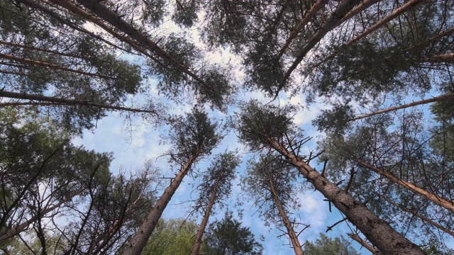 各种各样的树冠在夏季春天的森林与蓝天的太阳。树的底部视图。视频素材