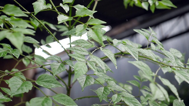 雨滴落在绿叶上，慢镜头视频素材