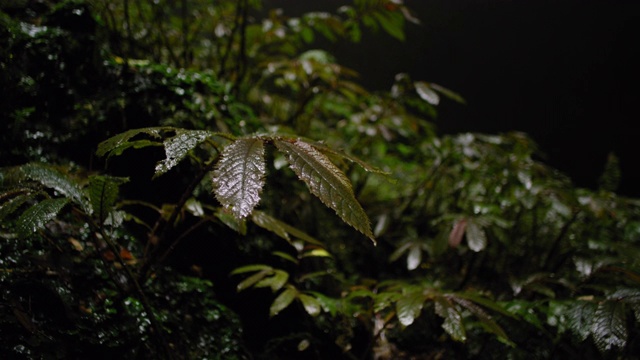 植物生长在新西兰的洞穴底部视频素材