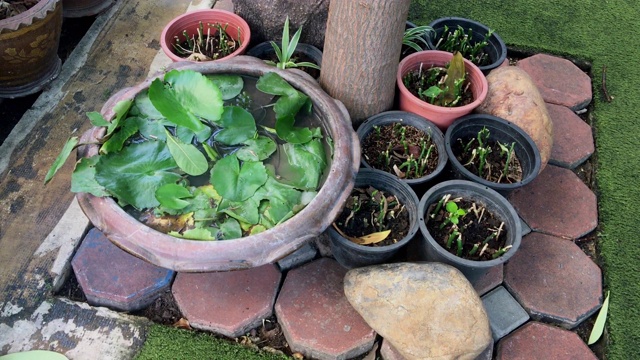 近景植物在花盆中花园视频素材