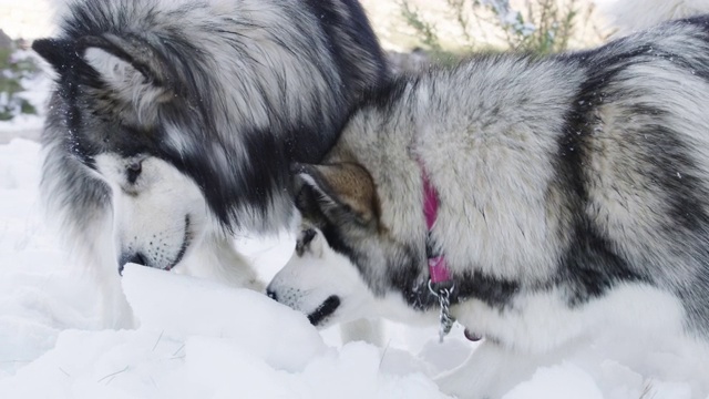 它的名字叫“雪橇犬”，意思是“冷却的许可证”视频素材