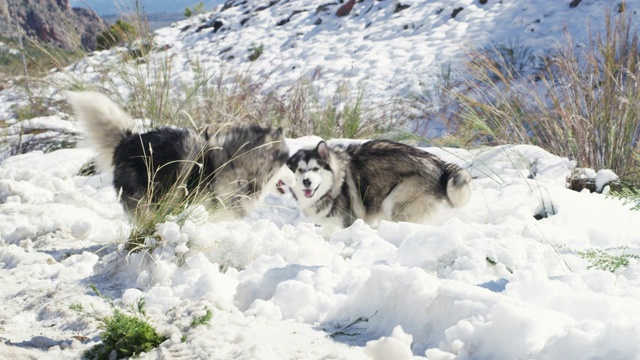 雪橇犬才是真正的雪地天使视频素材