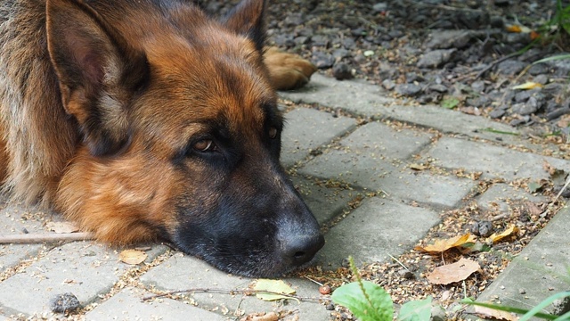 这只德国牧羊犬正躺在小路上，透过篱笆门下的缝隙向外张望。视频素材