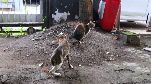 猫在沙里拉屎时，再用抓土把它埋起来视频素材