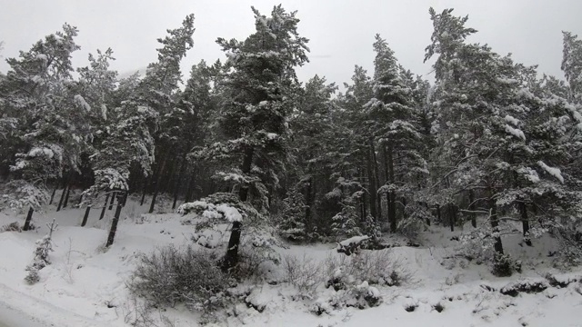 在俄勒冈州的火山口湖国家公园，沿着一条积雪穿过松树的道路行驶，这是一个冬季的景观视频素材