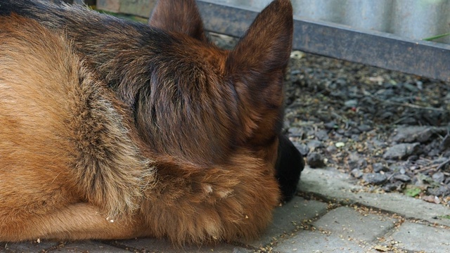 这只德国牧羊犬正躺在小路上，透过篱笆门下的缝隙向外张望。视频素材