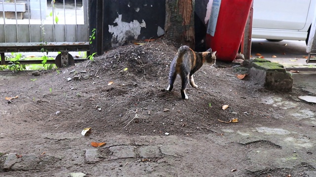 猫在沙里拉屎时，再用抓土把它埋起来视频素材