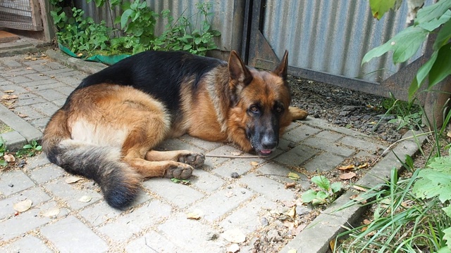 这只德国牧羊犬正躺在小路上，透过篱笆门下的缝隙向外张望。视频素材