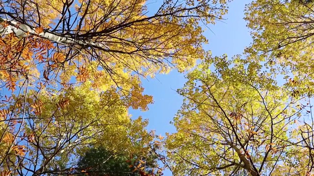 在晴朗的秋日里，黄色树叶映衬着蓝天。视频素材