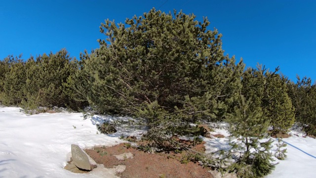 在一条积雪穿过松树的路上行驶，这是冬天的景色视频素材