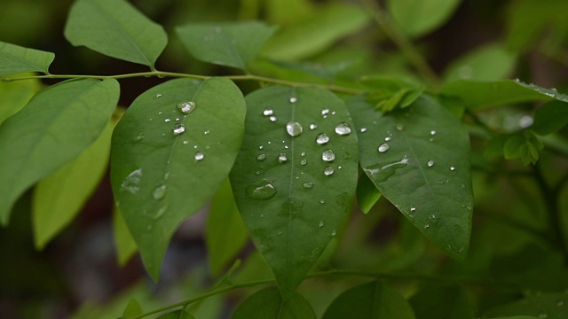 绿叶上的水滴慢动作视频120帧/秒视频素材