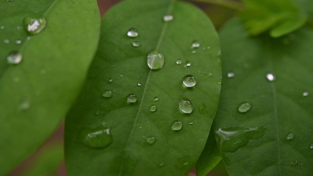 绿叶上的水滴慢动作视频120帧/秒视频素材