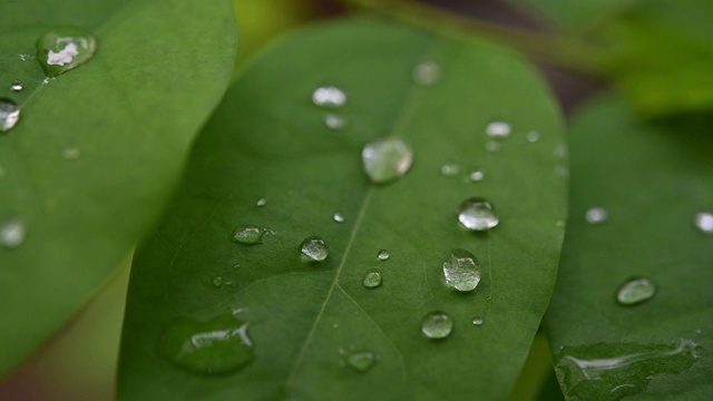 绿叶上的水滴慢动作视频120帧/秒视频素材