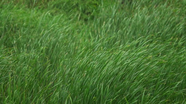 绿油油的草地在风中飘扬。视频素材