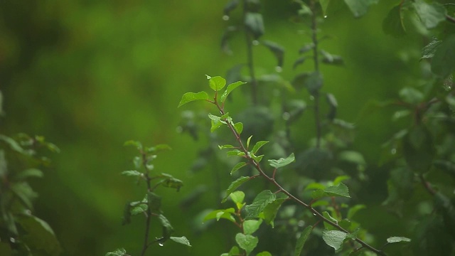 树、雨、风的连续镜头视频素材