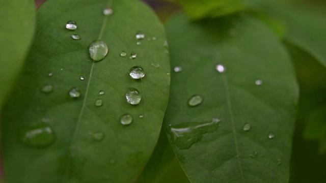 绿叶上的水滴慢动作视频120帧/秒视频素材