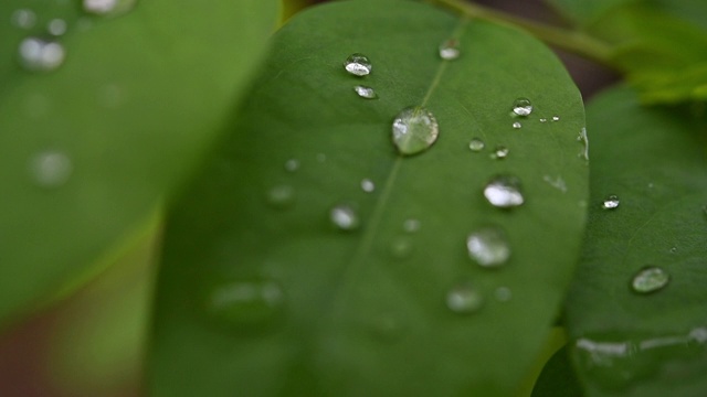 绿叶上的水滴慢动作视频120帧/秒视频素材