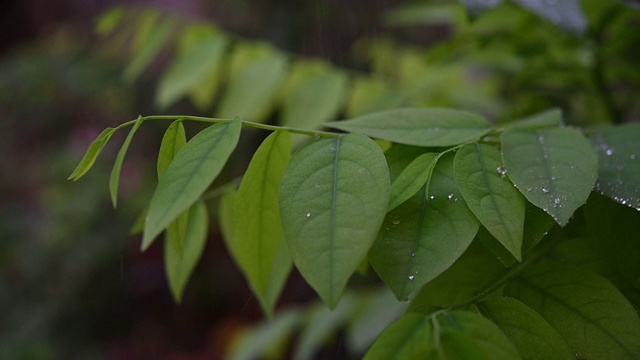 绿叶上的水滴慢动作视频120帧/秒视频素材