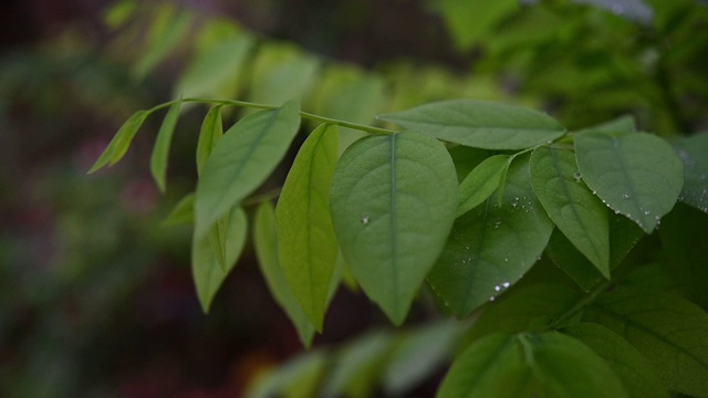 绿叶上的水滴慢动作视频120帧/秒视频素材