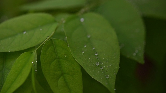 绿叶上的水滴慢动作视频120帧/秒视频素材