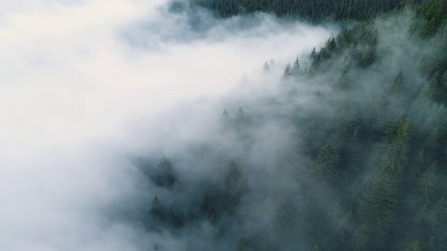 迷雾森林。早晨飞过松林的景象，山上的神奇雾，航拍，4K视频素材