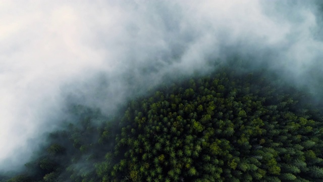 迷雾森林。早晨飞过松林的景象，山上的神奇雾，航拍，4K视频素材