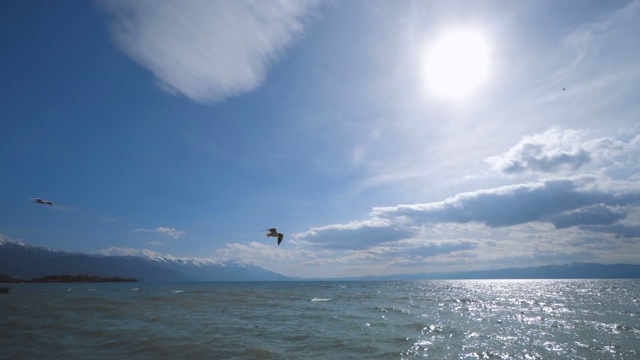 一群海鸥在奥赫里德湖海岸飞翔视频素材