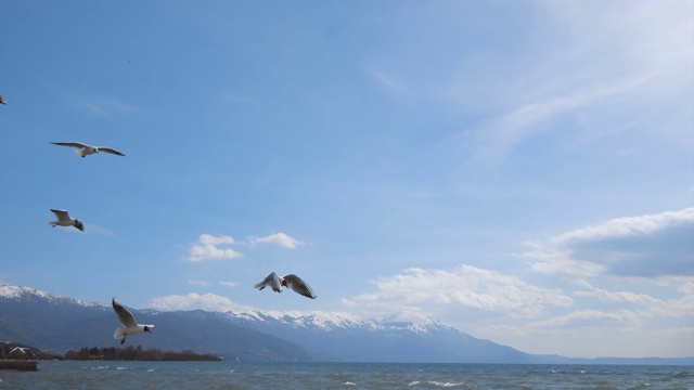 一只海鸥在奥赫里德湖和蓝天上快速而轻盈的进化视频素材