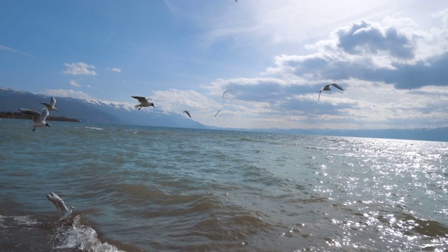 各种海鸥飞过奥赫里德湖视频素材