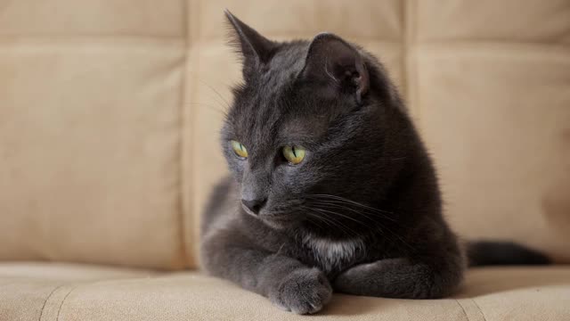 一个美丽的灰色猫坐在米色沙发的边缘的特写视频素材