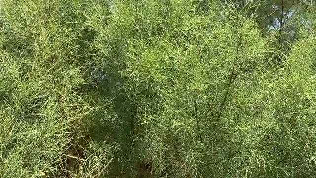 特写花园芦笋枝(芦笋)的纹理和背景视频素材