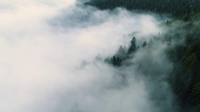 迷雾森林。早晨飞过松林的景象，山上的神奇雾，航拍，4K视频素材