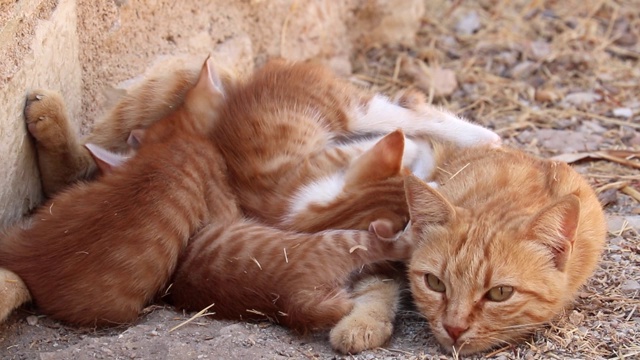 猫妈妈带着熟睡的姜黄色小猫躺在街上视频素材