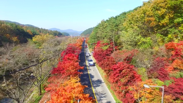 汽车在枫树路上行驶/全拉岛，韩国视频素材