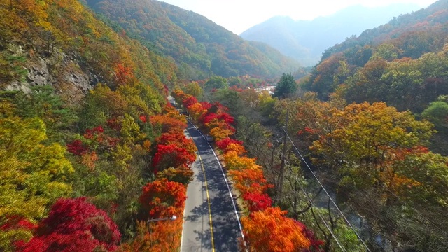 汽车在枫树路上行驶/全拉岛，韩国视频素材