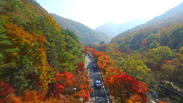 汽车在枫树路上行驶/全拉岛，韩国视频素材