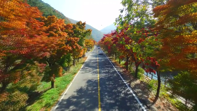 汽车在枫树路上行驶/全拉岛，韩国视频素材