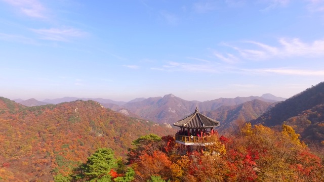 韩国全拉岛naejangsanmountain / jeongepu -si枫树的秋叶视频素材