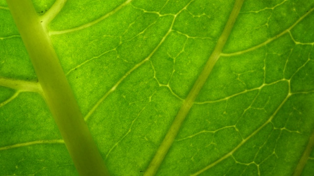 叶表面的细胞结构图，显示植物细胞的教育。树叶在微距拍摄背景。带有纹理和图案的植物或树木的亮绿色叶子。视频素材