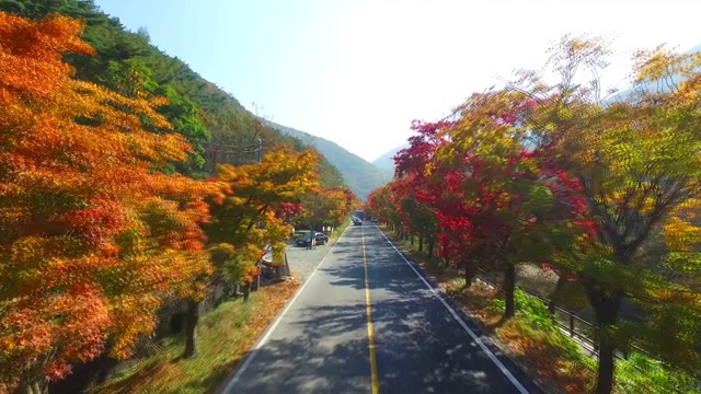 汽车在枫树路上行驶/全拉岛，韩国视频素材