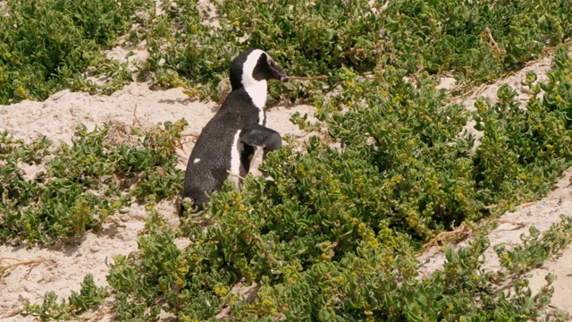 Pinguine是Boulders海滩视频下载