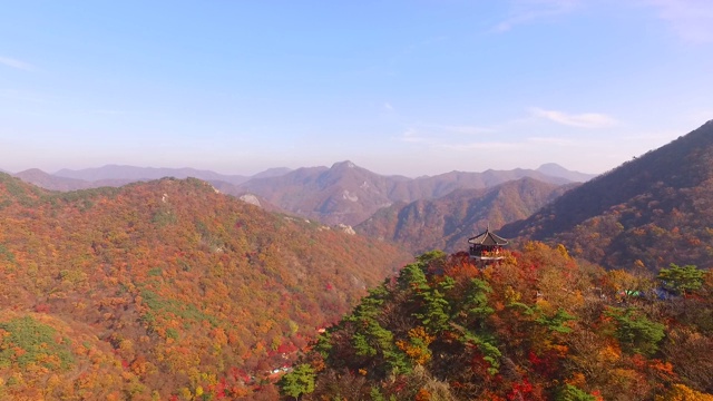 韩国全拉岛naejangsanmountain / jeongepu -si枫树的秋叶视频素材