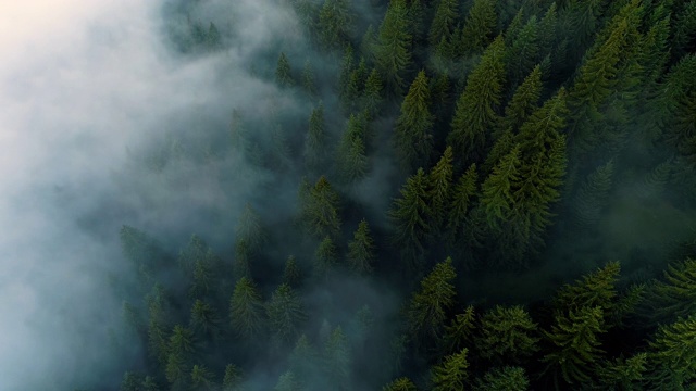 迷雾森林。早晨飞过松林的景象，山上的神奇雾，航拍，4K视频素材