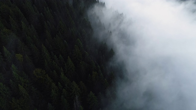 在清晨飞过松林，神奇的雾在山上，航拍，迷雾森林4K视频素材