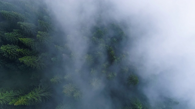 在晨雾中飞过松林，在山上神奇的雾，航拍，迷雾森林4K视频素材