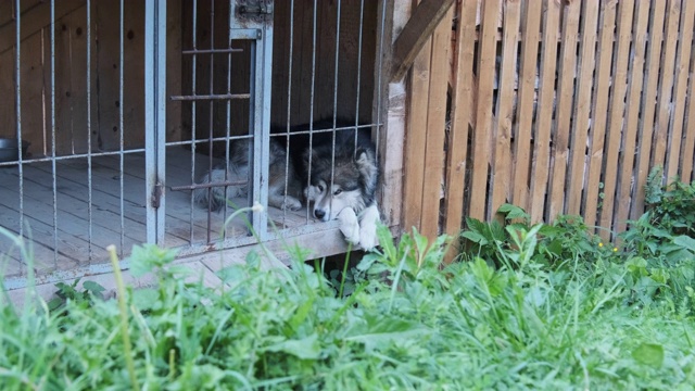 大血统狗躺在一个大摊位后面的酒吧在街上视频素材