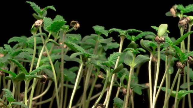 大麻植物栽培视频素材