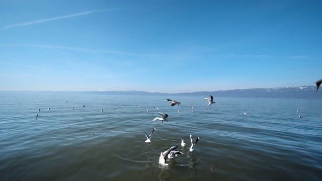 一群海鸥在湖面上飞翔视频素材